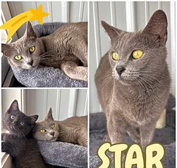 Photo of Star - SR1