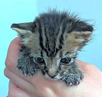 Photo of ICHABOD