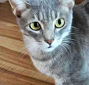 Photo of 83032a Rosemary-PetSmart West
