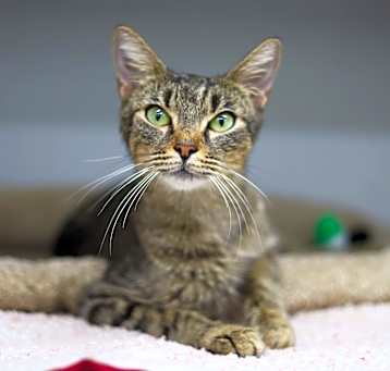 Photo of Diamond
