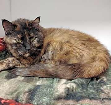 Photo of Reeses
