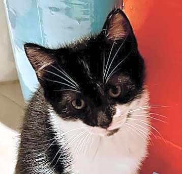Photo of Ming