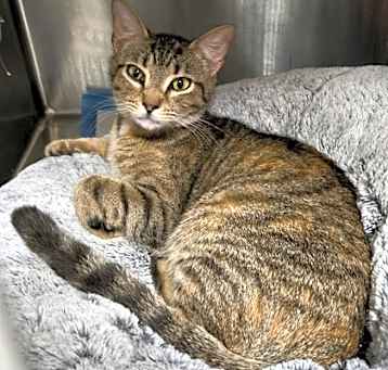 Photo of Sunbeam