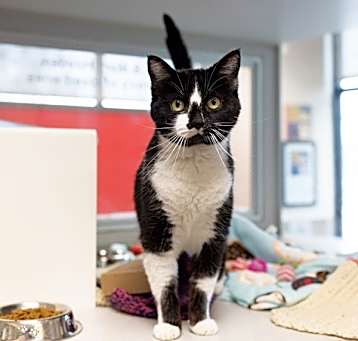 Photo of Mudge -- Bonded Buddy With Mimzy
