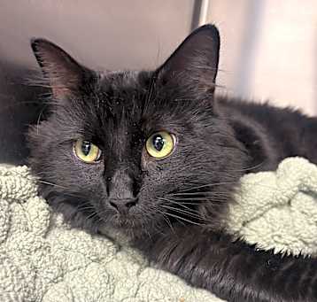 Photo of Jester