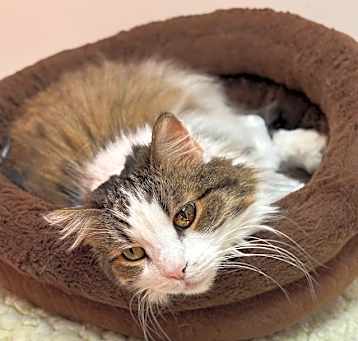 Photo of Skye