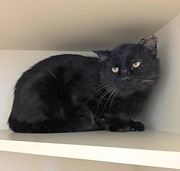 Photo of Onyx