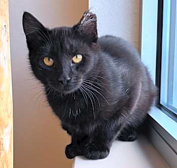 Photo of Merlin