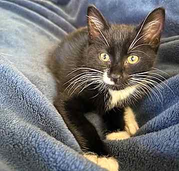 Photo of Little Boy OBCR-1164