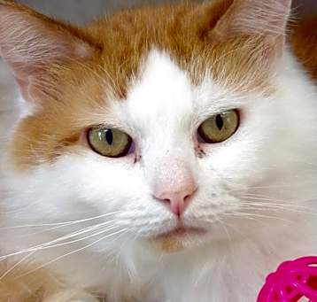 Photo of McFlufferson