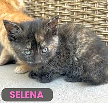 Photo of Selena