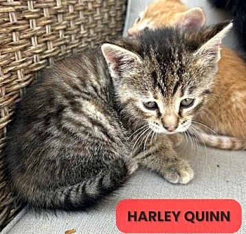 Photo of Harley Quinn