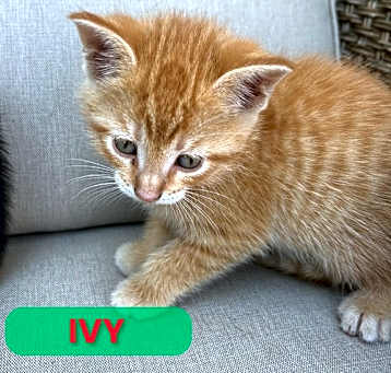 Photo of Ivy