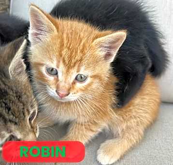 Photo of Robin