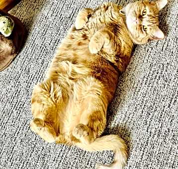 Photo of Munchkin
