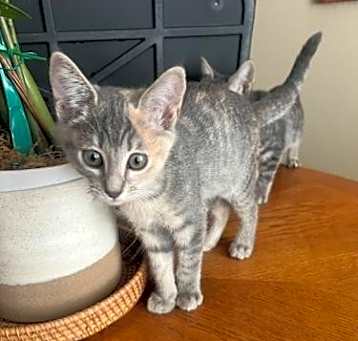 Photo of Marble