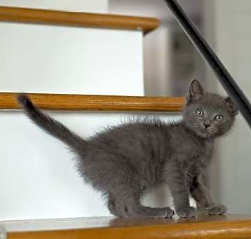 Photo of Starsky