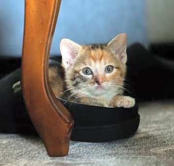 Photo of Skittles