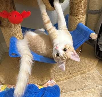 Photo of Mango