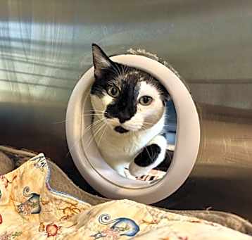 Photo of Bandit
