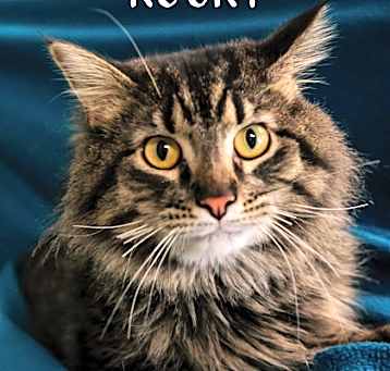 Photo of Rocky