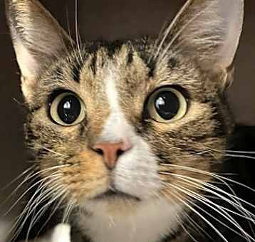 Photo of Simba