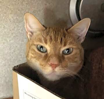 Photo of Cirrus