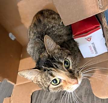 Photo of Penelope (Penny)