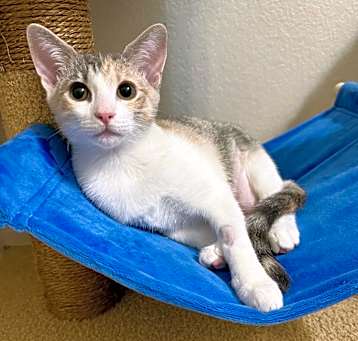 Photo of Kiwi