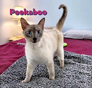 Photo of PeekABoo #pops-up-by-surprise