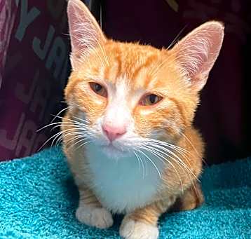 Photo of Tangerine