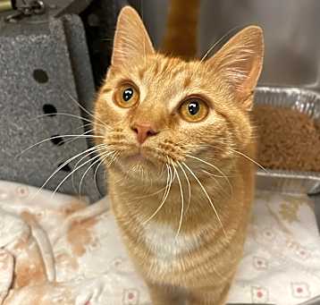 Photo of Glitzy