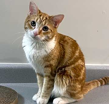 Photo of Socks