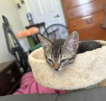 Photo of Cosmo