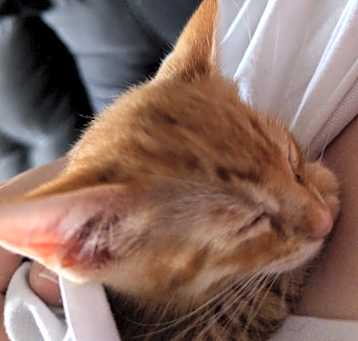 Photo of Pumpkin