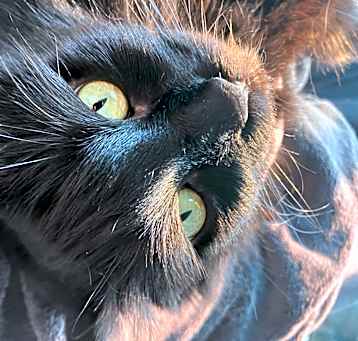 Photo of Mama Kitty