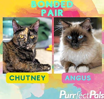 Photo of Chutney