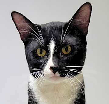 Photo of Sutton