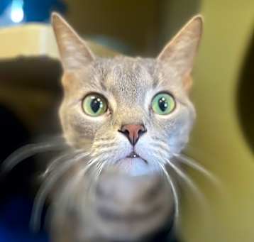 Photo of Mertz