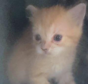 Photo of Cayenne