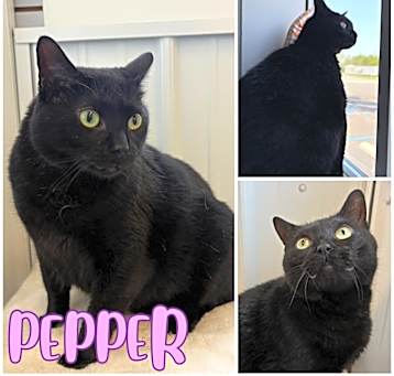 Photo of Pepper