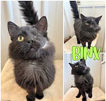 Photo of Binx