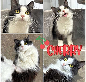 Photo of Cherry
