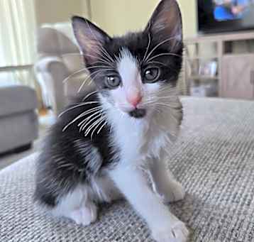 Photo of Luna