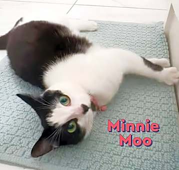Photo of Minnie Moo #love-machine