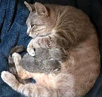 Photo of Aries