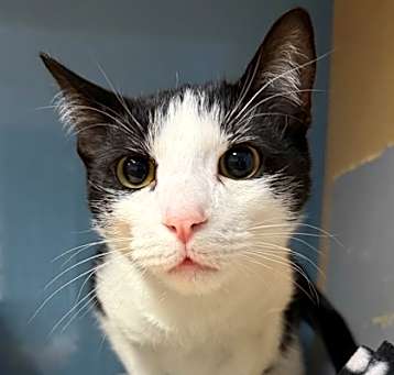 Photo of Sebastian - AVAILABLE