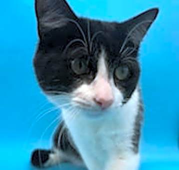 Photo of Hercules