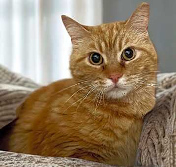 Photo of Tiger