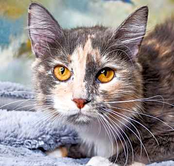 Photo of Catty Purry